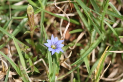 Gentiana pedicellata